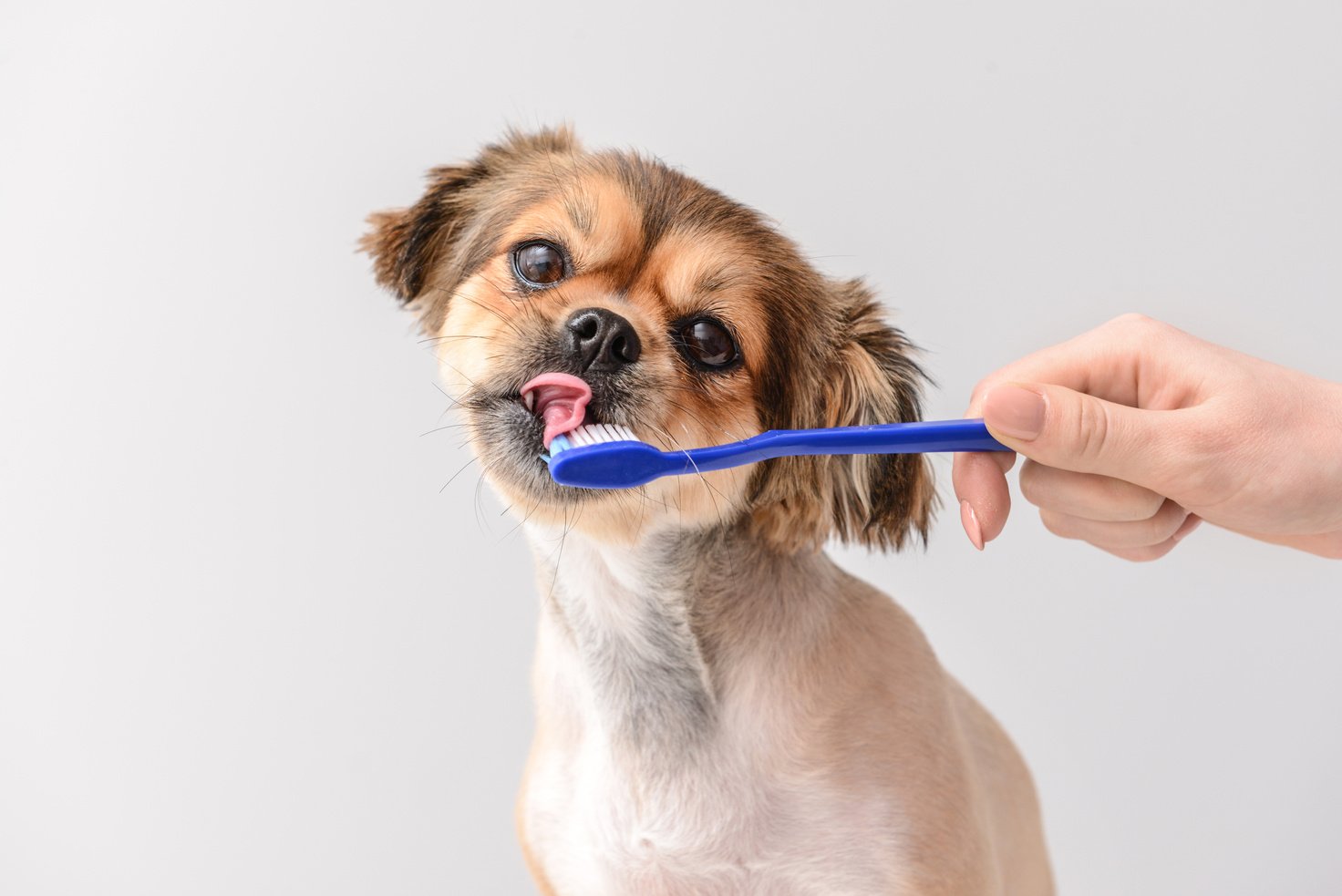 Owner Cleaning Teeth of Cute Dog with Brush on Light Background