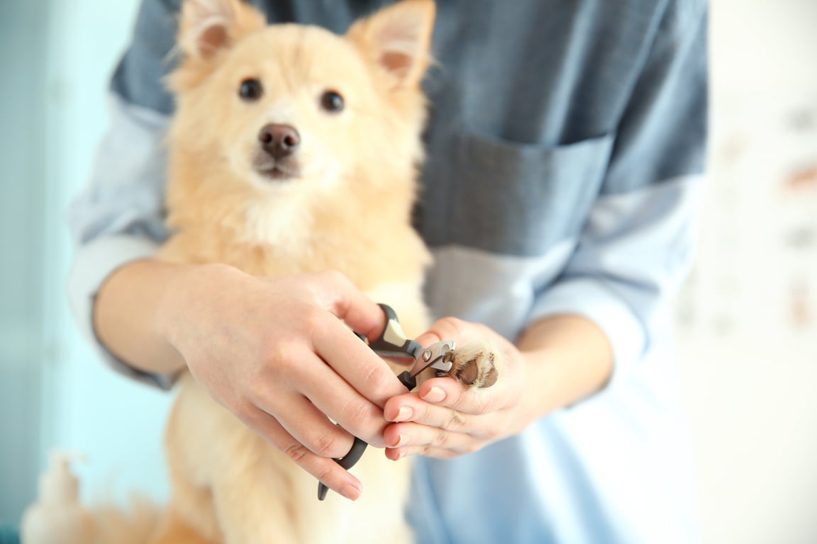 Cute Dog Having Nail Cut at Grooming Salon