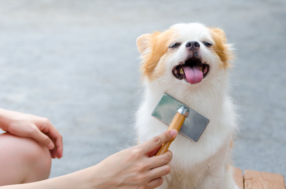 Dog Grooming