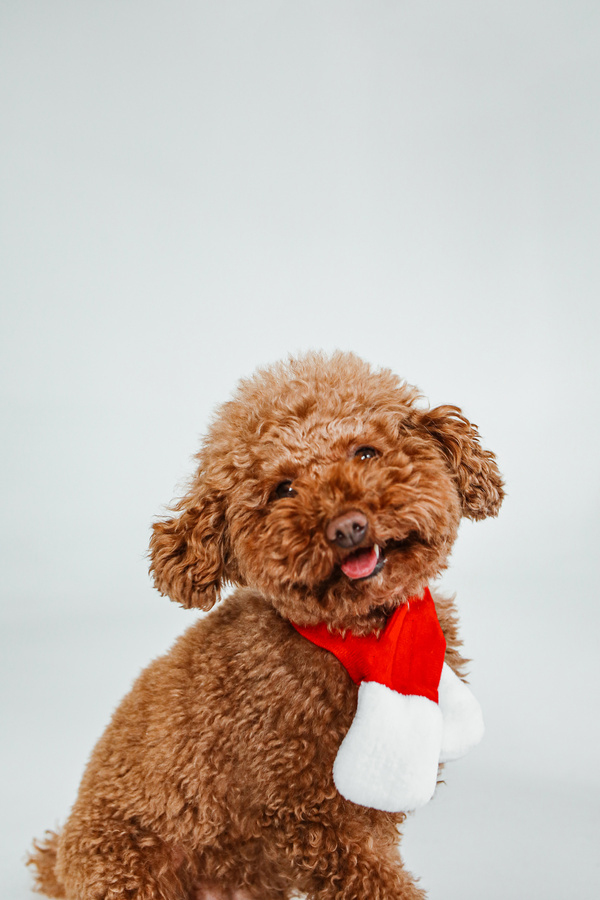 Toy Poodle with Christmas Scarf