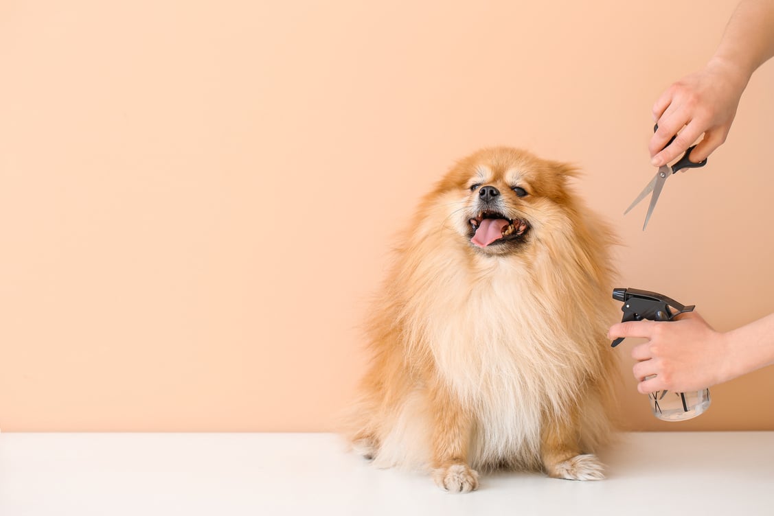 Groomer Taking Care of Dog in Salon