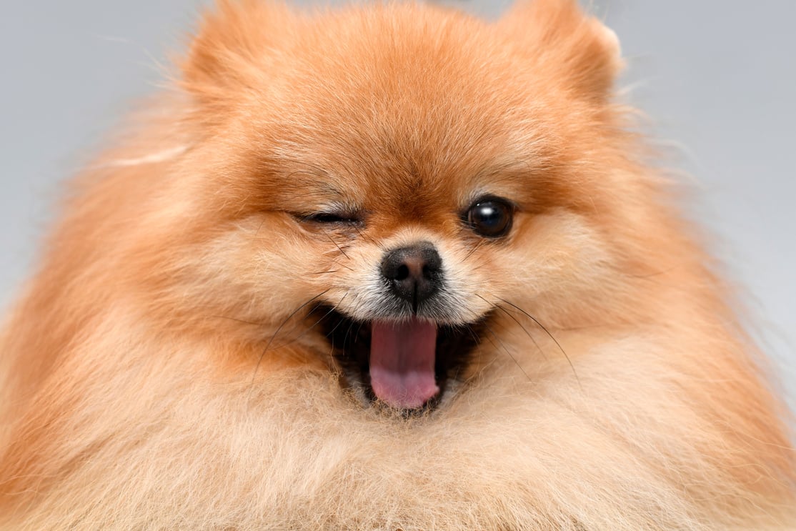 Pomeranian dog