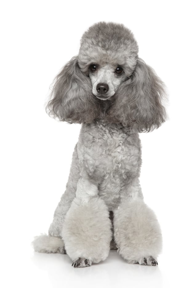 Young groomed poodle