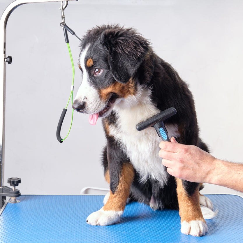 A man's hand with a rake for combing wool combs out the undercoat and disassembles the caltuns of a Bernese mountain dog puppy. Grooming concept