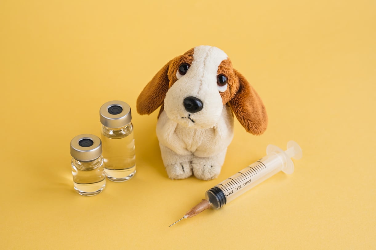 Dog Vaccination Concept