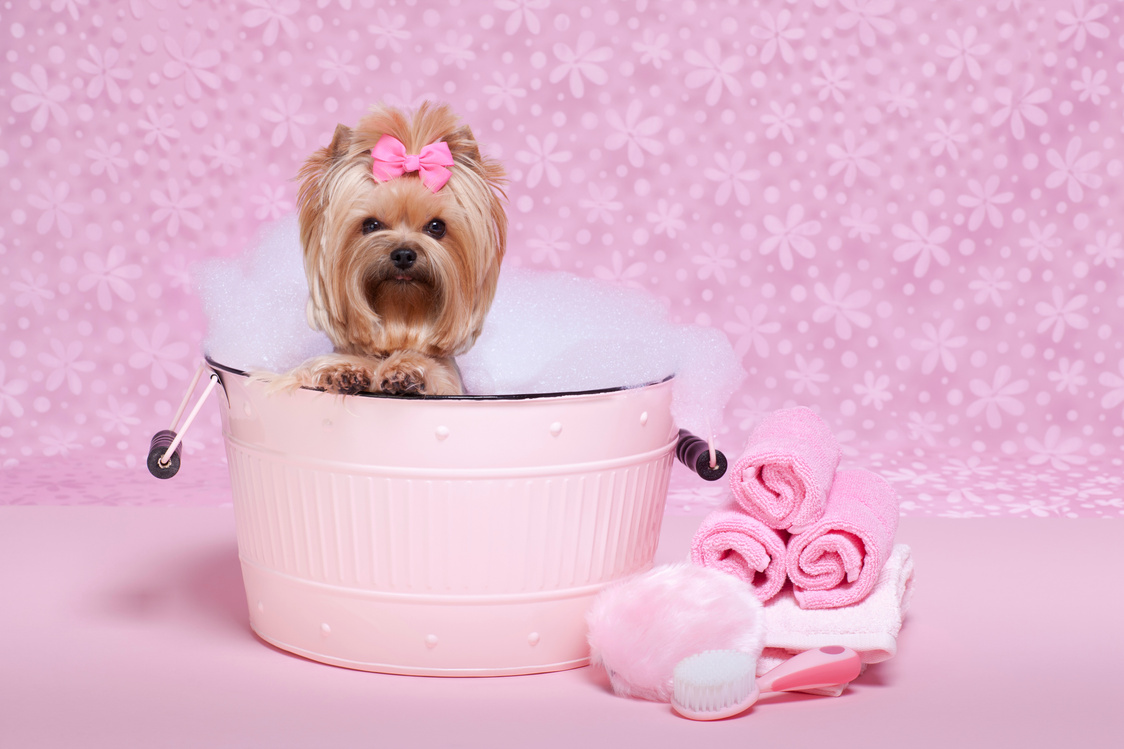 Yorkie in a bubble bath